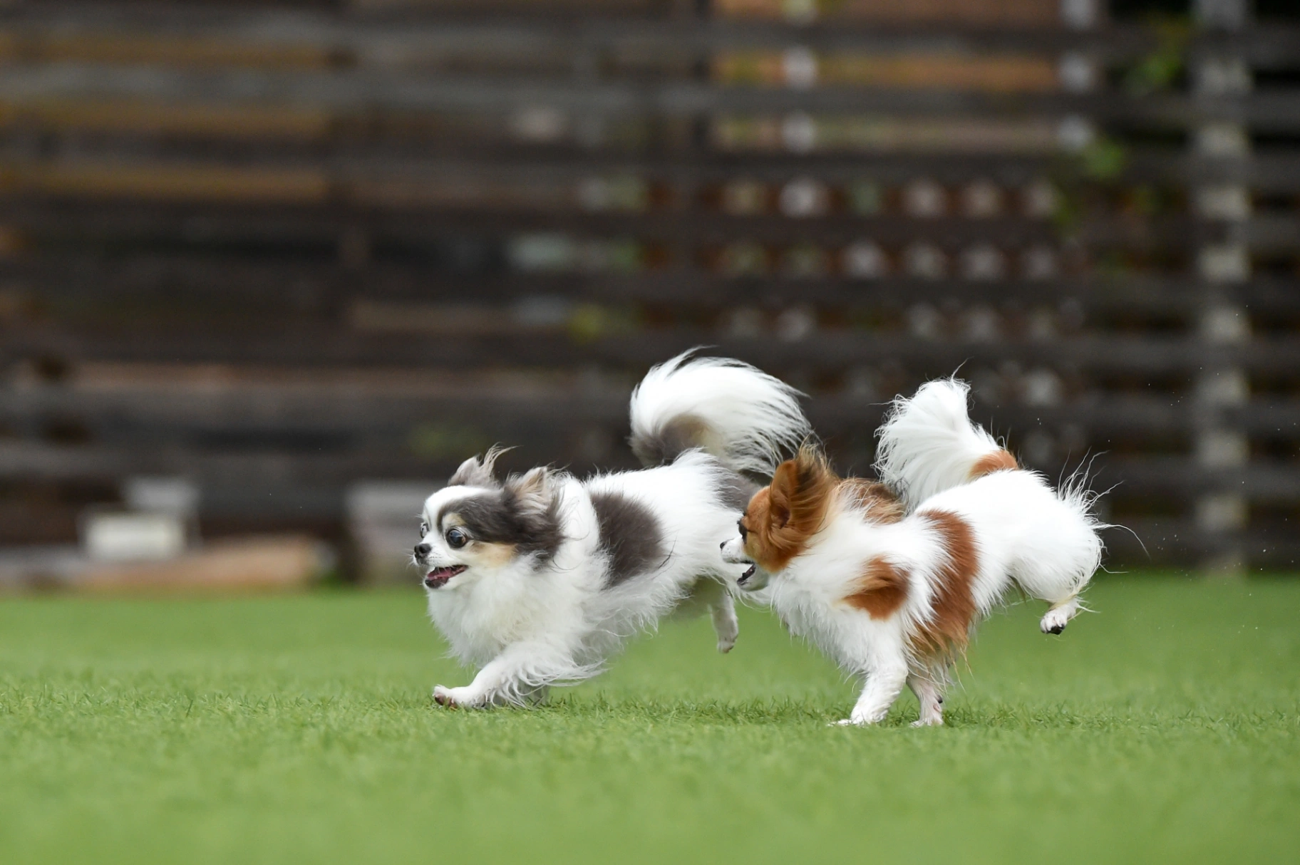 🌳 ドッグラン（無料・公営）