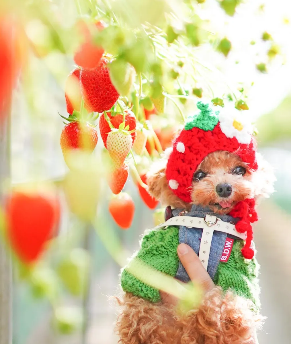 ☕ ペットOKカフェ・テラス席