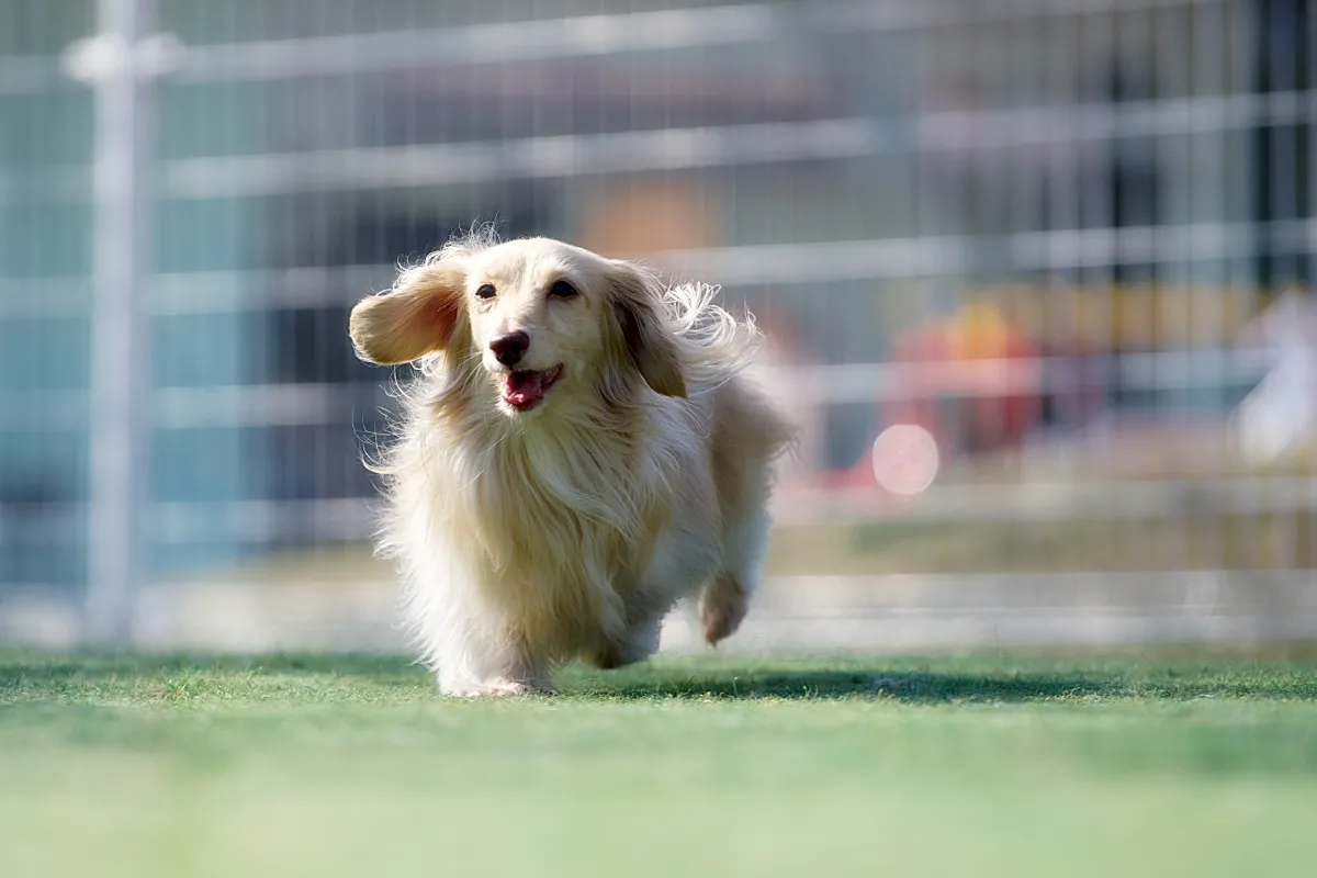 🐕 ドッグラン・施設