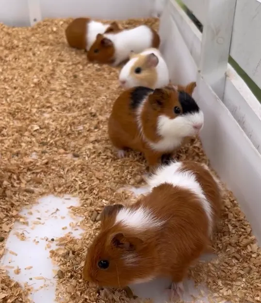 アニマルファームガーデン伯方のアンバサダー提供写真