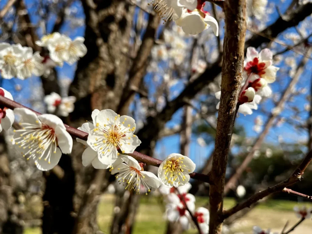 驅走寒意的熱氣！今治市2月在地美食・梅花祭典活動