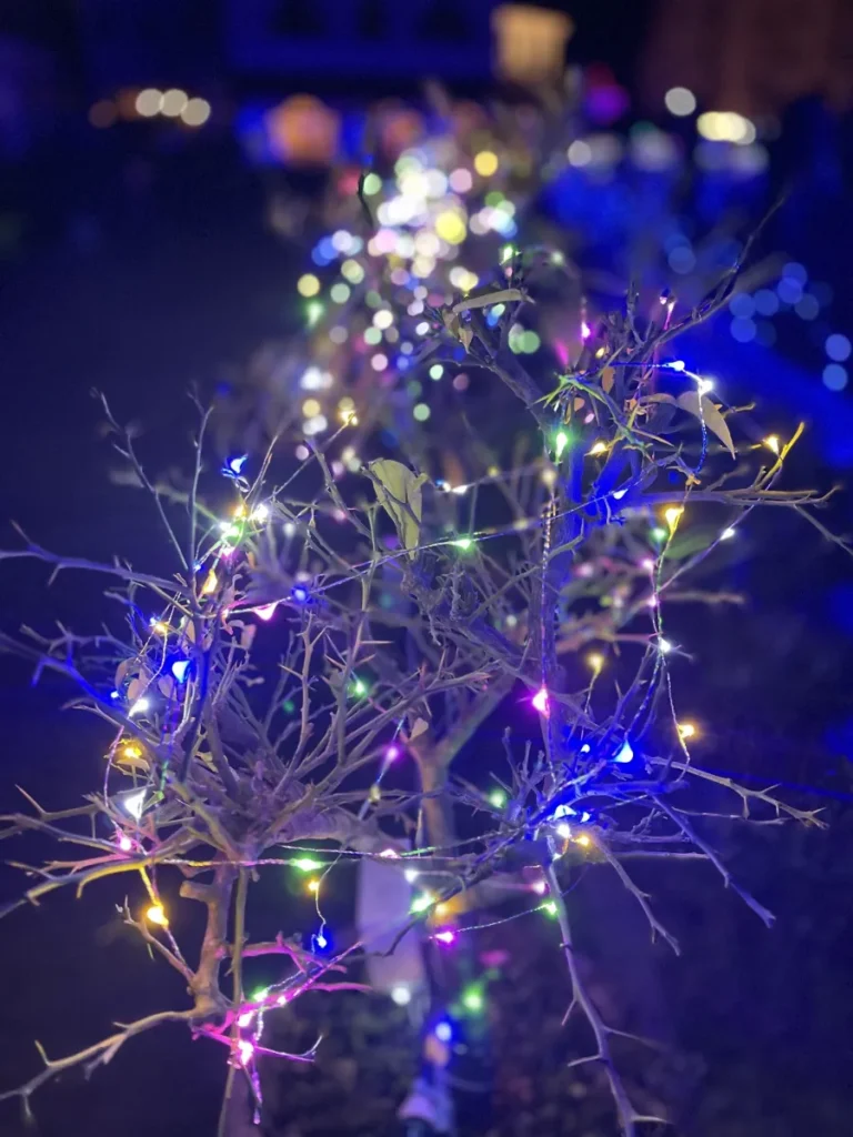 點綴冬日夜空的璀璨燈飾：今治市12月活動與年終慶典