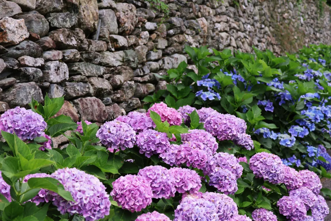 新宮的繡球花與夢幻螢火蟲。四國中央市六月初夏活動總覽