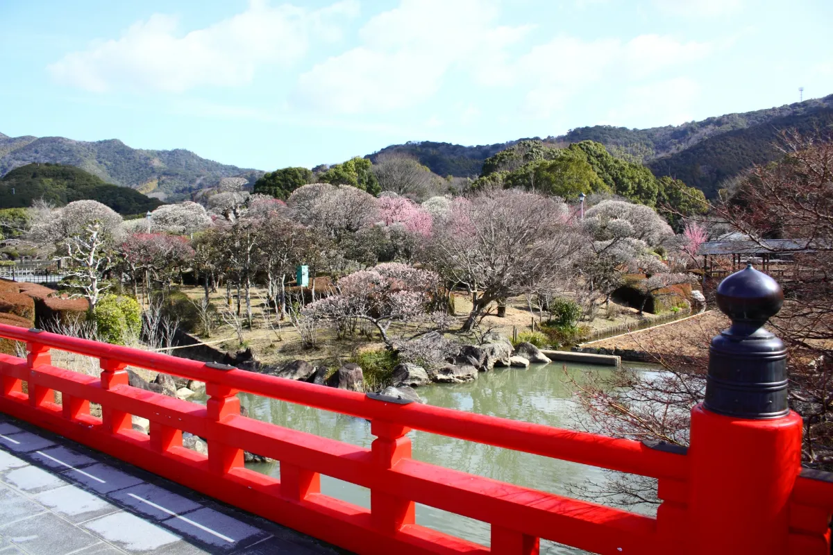 南樂園的梅花祭與冬季美食。宇和島市二月出遊・美食指南