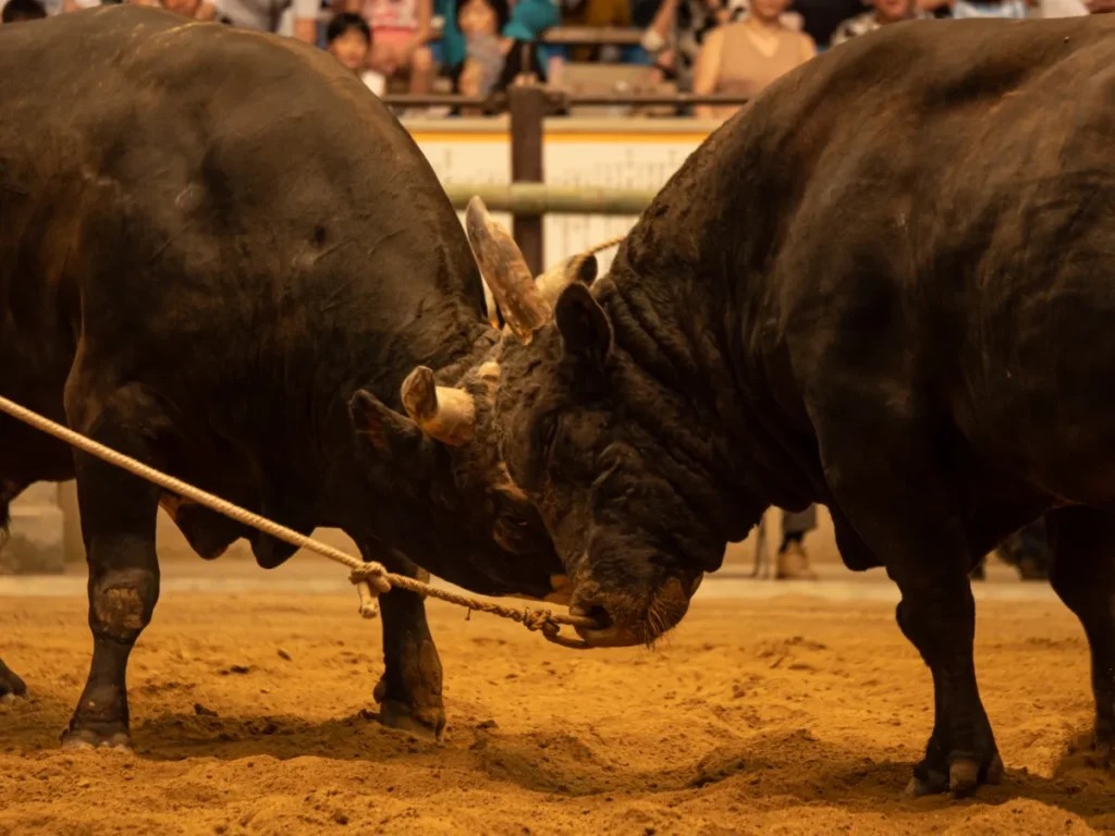 【2026年最新】宇和島市の年間イベントカレンダー！牛鬼・行事まとめ