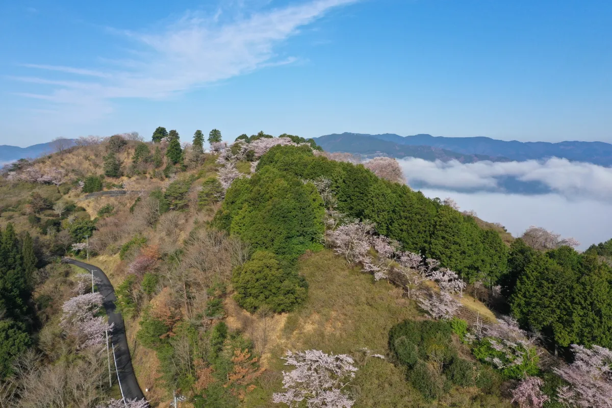 春天的腳步與城下町漫步。大洲市三月櫻花搶先看・出遊活動