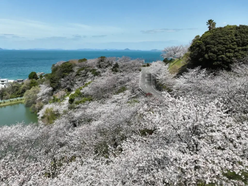 櫻花與海的春日爛漫兜風！伊予市4月賞櫻・絕景在地春祭地圖