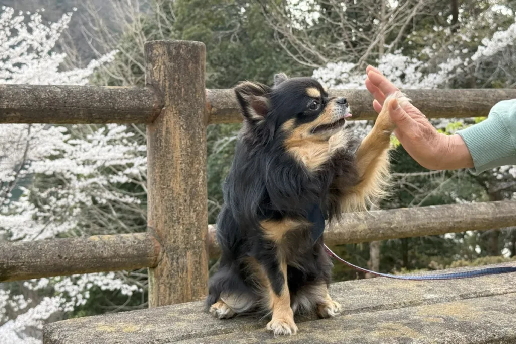 西条市で犬連れランチ・カフェなら！ペット同伴OKスポット10選