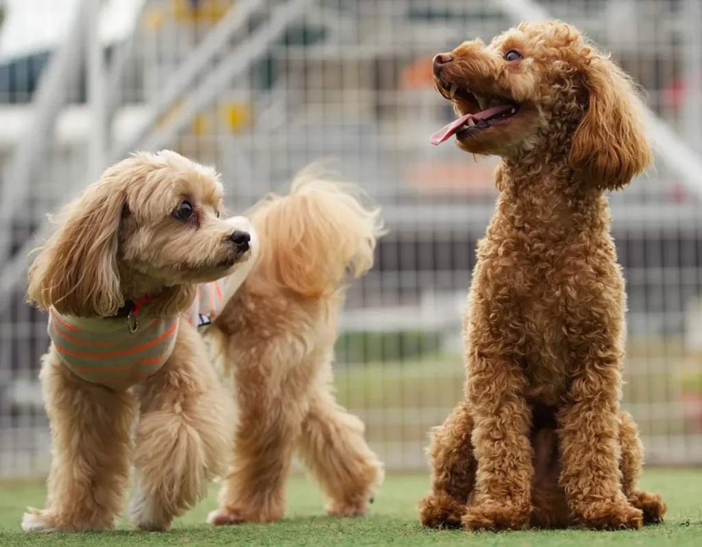 四国中央市の犬連れスポットマップ！ペット可カフェ・公園・ドッグランまとめ
