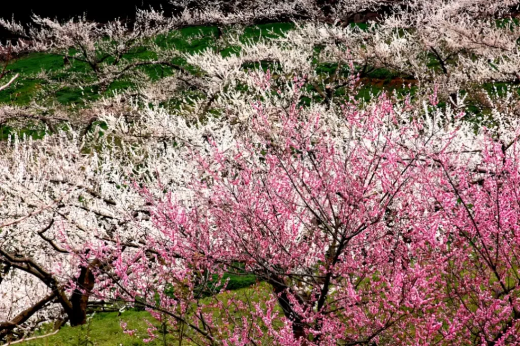 春風輕拂的重信川！東溫市三月家庭休閒與賞櫻搶先看地圖
