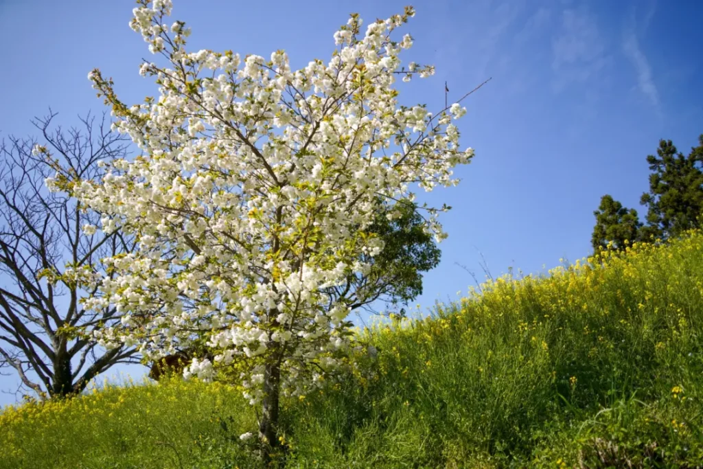 春風拂面，海濱兜風。伊予市3月女兒節＆搶先賞花樂趣