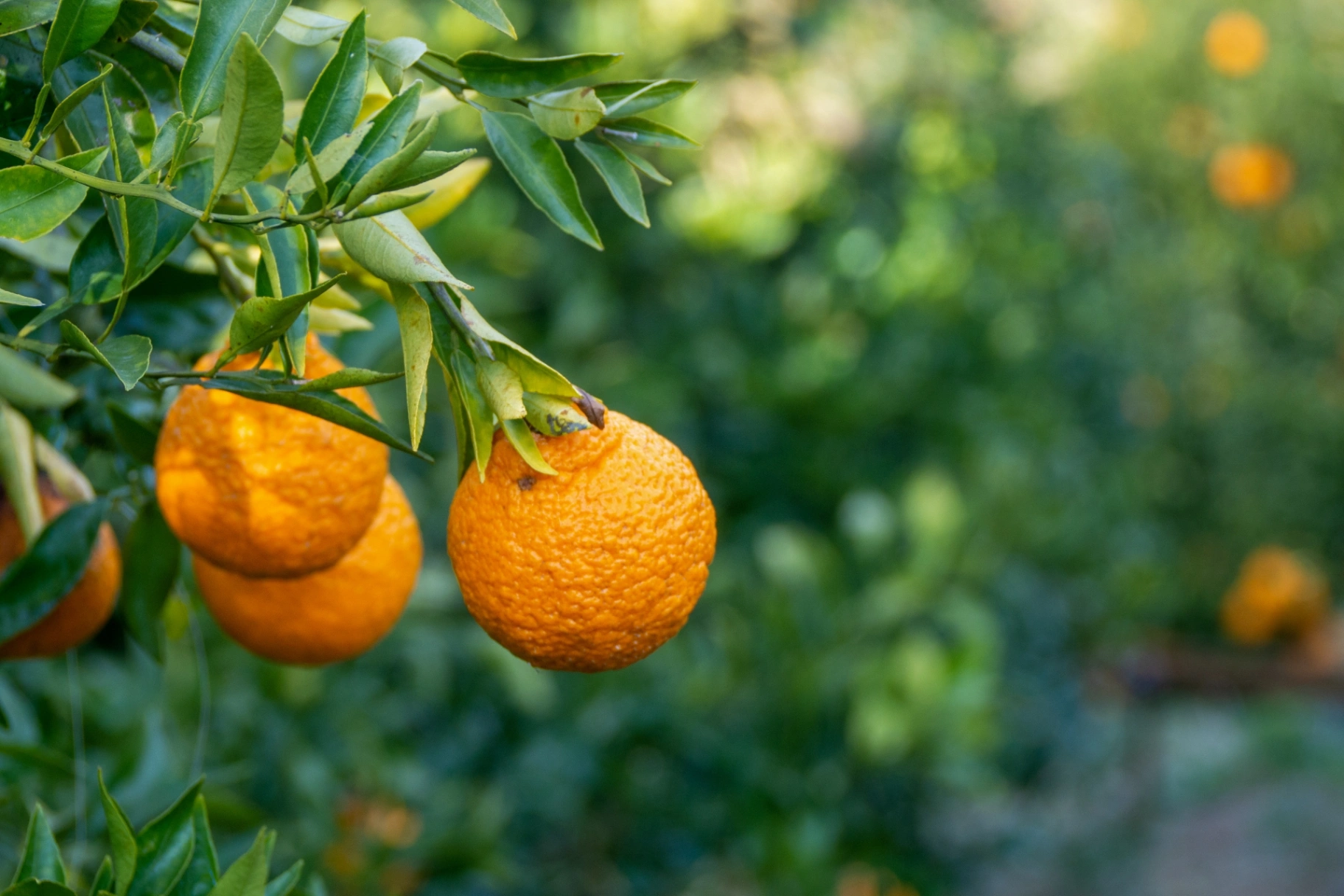 【2027年2月最新】愛媛・松山イベントカレンダー＆マップ！椿まつりと節分イベント情報