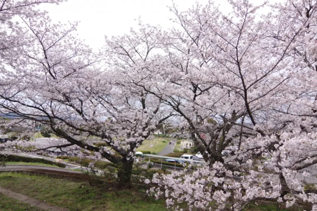 瀧之宮公園櫻花盛開！新居濱市4月賞櫻・絕美在地春祭地圖