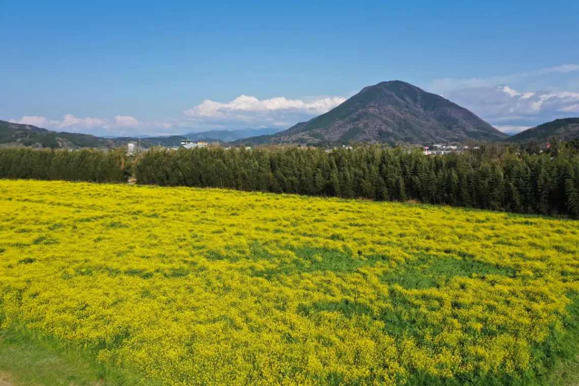 欣賞寧靜的小京都。大洲市2月梅花祭・臥龍山莊冬日景色