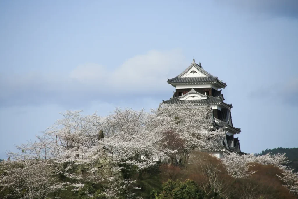 肱川に舞う桜の絶景！大洲市4月の「臥龍の夜桜」・お花見完全マップ