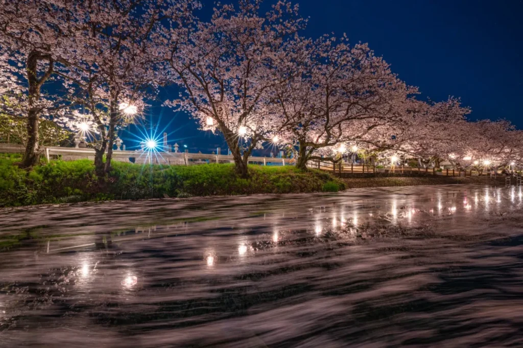 水面に映る桜の絶景！西条市4月のお花見・加茂川ピクニック完全マップ