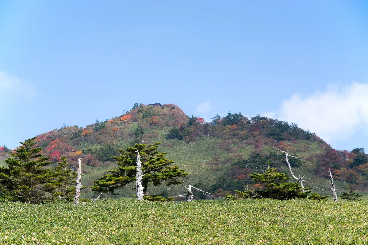 紅葉寺的絕美景色與秋日風味！西條市11月賞楓景點・產業祭導覽