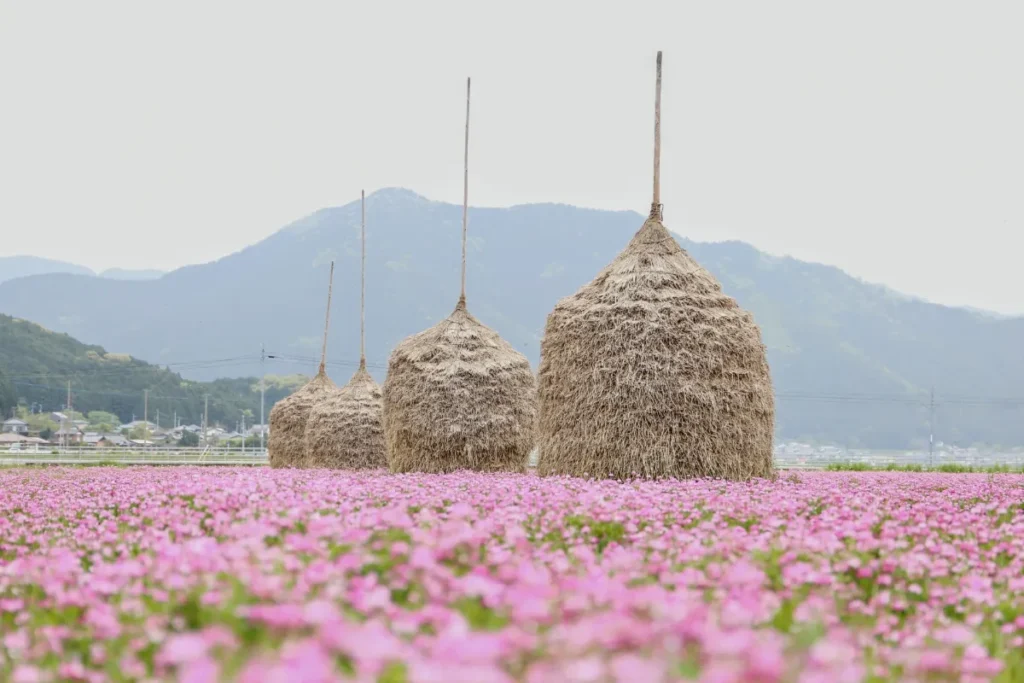 圧巻のれんげ畑と桜！西予市4月の「宇和れんげまつり」・お花見マップ