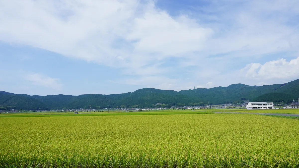 泉谷梯田與夢幻螢火蟲。西予市六月濕潤初夏・自然飽覽總整理