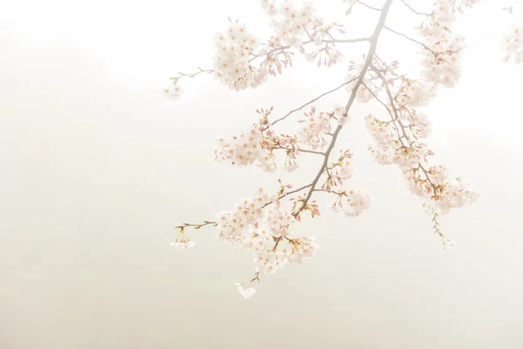 桜満開の絶景ドライブ！四国中央市4月のお花見・金砂湖＆春祭りマップ