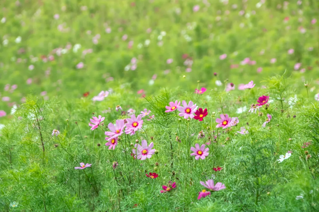 金砂湖畔的秋風兜風。四國中央市9月的賞月、豐收祭及休閒活動