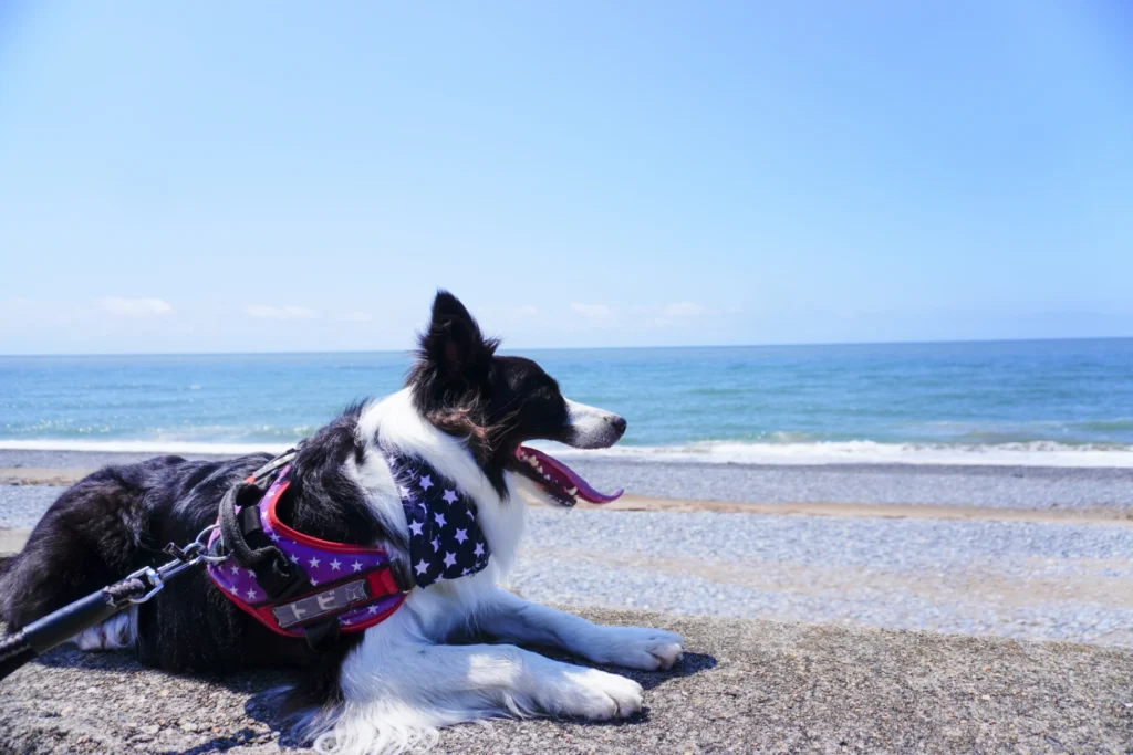 Shimanami Kaido Dog-Friendly Spots Map | Scenic Walks & Pet-Friendly Cafes
