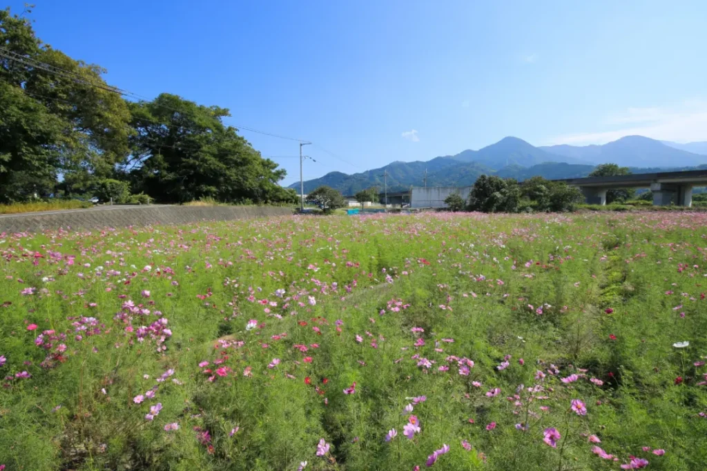 黃金週來東溫市賞新綠、觀大朵牡丹！五月戶外活動與牡丹祭出遊情報