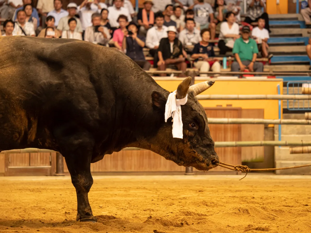 新年參拜與魄力十足的新年鬥牛賽！宇和島市1月鬥牛大會・冬季外出指南