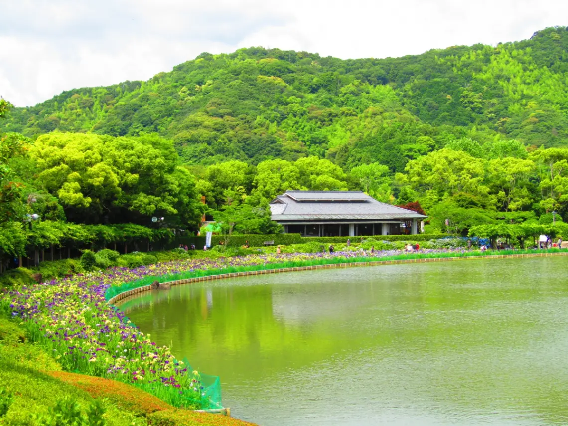 남락원의 꽃창포와 운치 있는 풍경. 우와지마시 6월 초여름 이벤트 모음