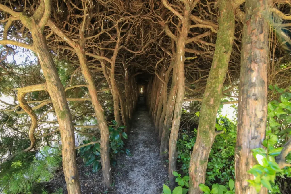 春風そよぐ諏訪崎の絶景。八幡浜市3月の桜先取り＆家族向けレジャー