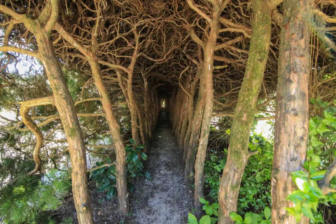 春風輕拂諏訪崎的絕景。八幡浜市三月櫻花搶先看＆闔家休閒活動