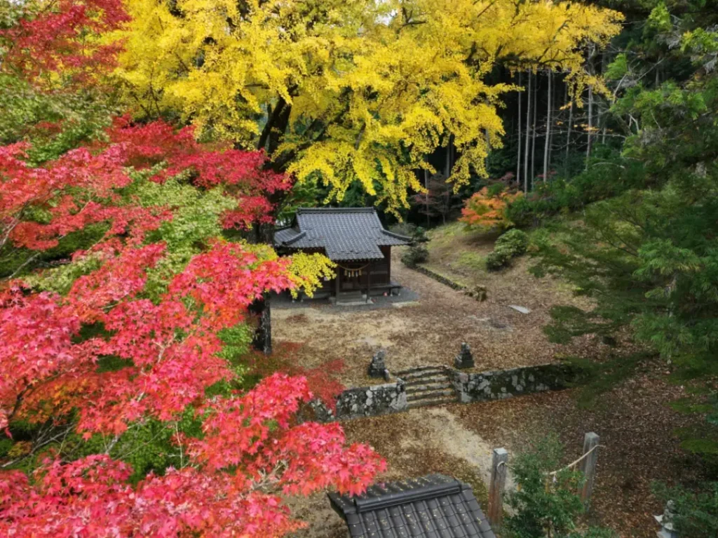 黄金色のみかん山と秋の味覚！八幡浜市11月の産業祭・行楽ドライブマップ